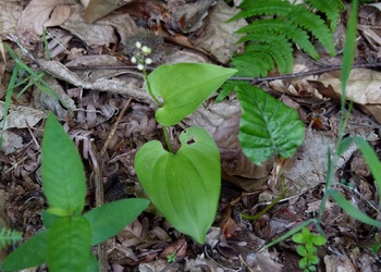 Zweiblättriges Schattenblümchen (Maianthemum bifolium) - © Karoline Kreimer-Hartmann